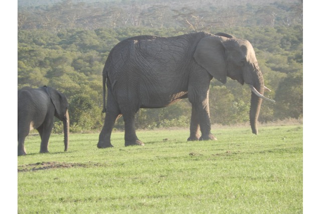 Various wildlife species observed during field visits